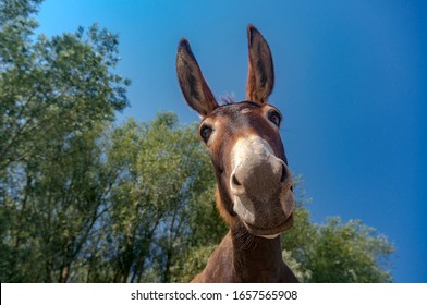 Close up shot of donkey head