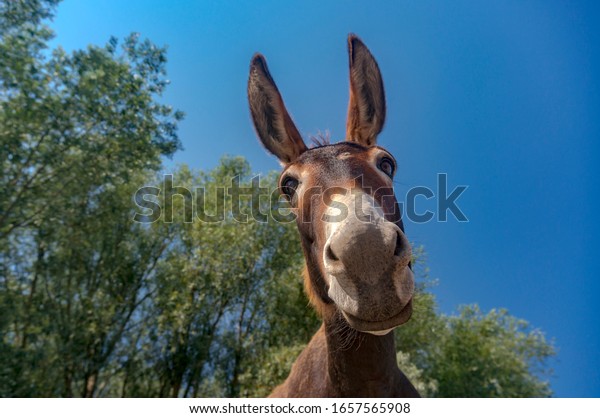 Close up shot of donkey\
head
