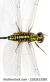 Close Up Shot Dragonfly Wing Isolated On White Background.