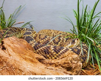 375 Eastern Diamondback Rattlesnake Images, Stock Photos & Vectors ...