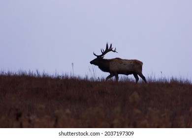 A close up shot of an elk in a field