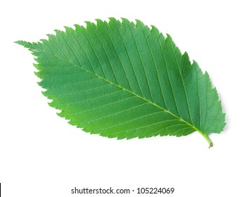 A Close Up Shot Of An Elm Tree Leaf