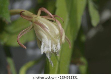 Close up shot of Epiphyllum pumilum flower or bunga Wijayakusuma in Indonesia. This species is closely related to Epiphyllum oxypetalum. Beautiful white flower with blurry background - Powered by Shutterstock