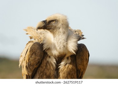 Close up shot of an Eurasian Griffon Vulture (Gyps fulvus)