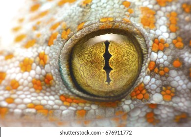 Animal Eye Images Stock Photos Vectors Shutterstock