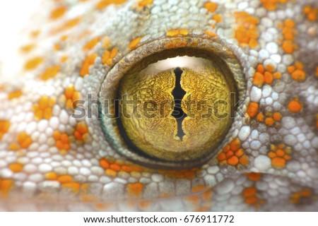 close up shot of the eye of a Tokay Gecko