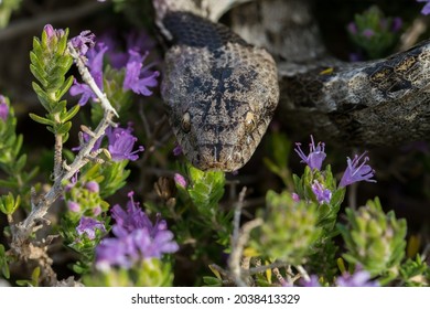 Close Up Shot Of The Face Of A European Cat Snake, Or Soosan Snake, Telescopus Fallax, Skin And Scale Patterns On Mediterranean Thyme Shurb In Malta