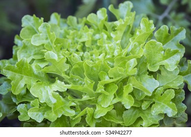 A Close Shot Of A Fancy Lettuce In An Inner City Garden, Auckland, New Zealand