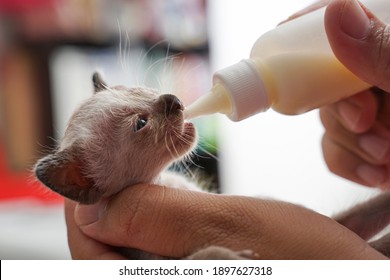 Close Up Shot For Feeding Baby Cat. 