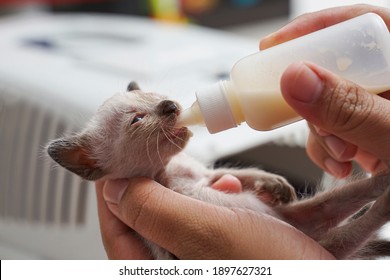 Close Up Shot For Feeding Baby Cat. 