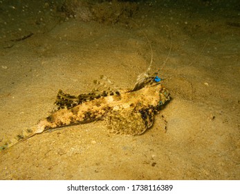 A Close Up Shot Of A Fingered Dragonet Or Dactylopus Dactylopus. This Is A Species Of Marine Fish In The Family Callionymidae. Shot Taken At A Puerto Galera Reef In The Philippines