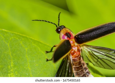 952 Firefly close up Images, Stock Photos & Vectors | Shutterstock