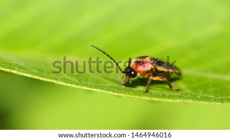 Close up shot of Firefly on a leaf