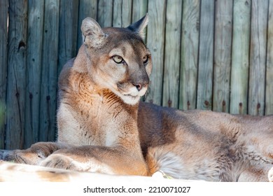 Close up shot of Florida panther at Los Angeles, California - Shutterstock ID 2210071027