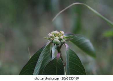 Close Up Shot Of Flower Of Drumstick Plant