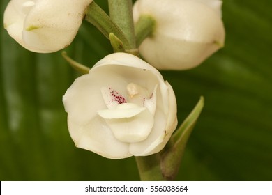 Close up shot of the flower of the Holy Spirit, National flower of Panama