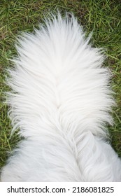 Close Up Shot Of A Fluffy White Samoyed Dog Tail