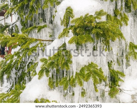 Close up shot of a forzen pine tree at Japan