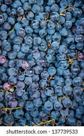 Close Up Shot Of Fresh Concord Grapes