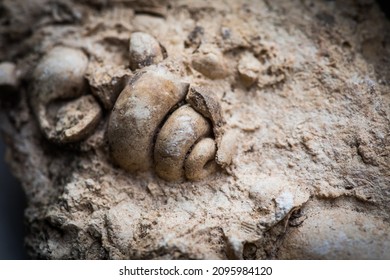 Close up shot of gastropod fossil trapped in sandstone.