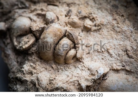 Close up shot of gastropod fossil trapped in sandstone.