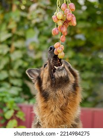 Close Up Shot Of A German Shepherd Dog Eating Grapes From Man's Hand. 