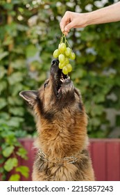 Close Up Shot Of A German Shepherd Dog Eating Grapes From Man's Hand. 