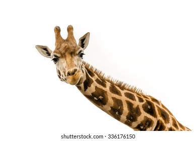 Fotograma de aislamiento de la cabeza de jirafa en blanco