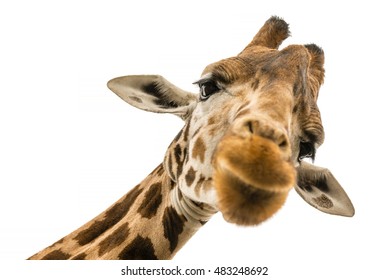 Close up shot of giraffe head isolate on white