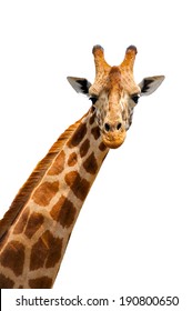 Close up shot of giraffe head isolated on white background