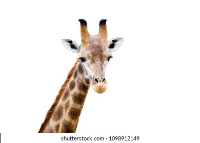 Close up shot of giraffe head  on white background