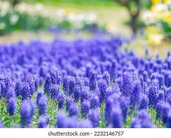 Close up shot of Grape hyacinth blossom at Tokyo, Japan - Powered by Shutterstock