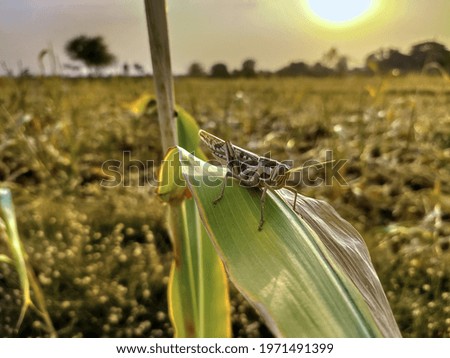 A close up shot of a grasshopper on a leaf