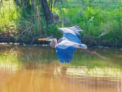 Close Up Shot Of Great Blue Heron Flying Over A Pond At Oklahoma