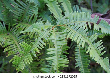 Close up shot of Green fern plants growing,amazing Group of Natural Green Leaves