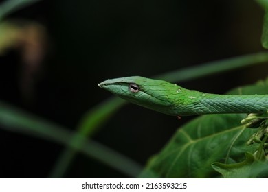 Close Up Shot A Green Snake Head.