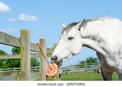 Close up shot of grey horse licking a salt mineral lick on a summers day, ensuring it gets necessary vitamins to stay healthy and fit. - Shutterstock ID 2094753901