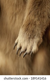 Close Up Shot Of A Grizzly Bear Paw, Claws And All.  Shallow Depth Of Field.