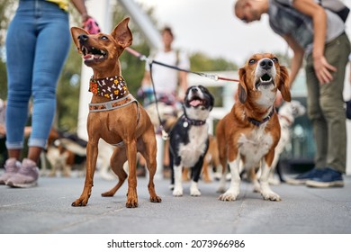 Close Up Shot Of A Group Of Dogs At The Walk Posing For A Photo On A Beautiful Day. Pets, Walkers, Service