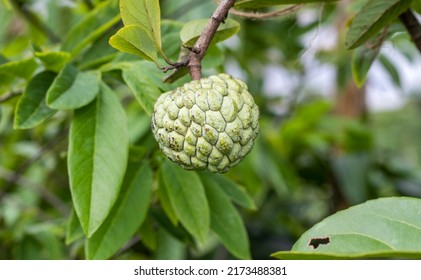 Close Shot Growing Custard Apple Sugar Stock Photo 2173488381 ...