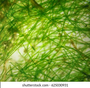 Close Shot Hair Algae Cell Under Stock Photo 625030931 | Shutterstock