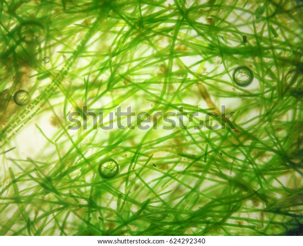 Close Shot Hair Algae Cell Under Stock Photo (Edit Now) 624292340