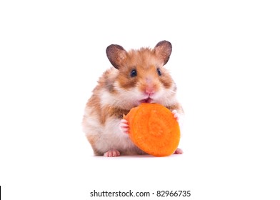 close up shot of a hamster on white background