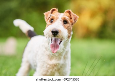 Close up shot of a happy cute fox terrier dog in the park nature animals happiness vitality concept. 