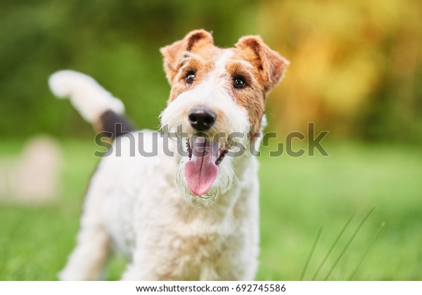 Close up shot of a happy\
cute fox terrier dog in the park nature animals happiness vitality\
concept. 