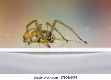 Close Up Shot Of Hobo Spider With Water Droplets