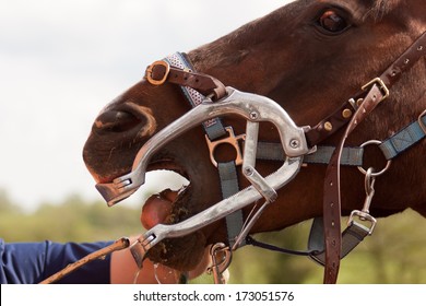 Close Up Shot Of Horse With Mouth Clamped Open Having Her Teeth Filed By The Equine Dentist