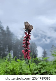 A close up shot of Indian dark cerulean butterfly sitting on red bistort flower on a rainy day in Manali, Himachal Pradesh, India. - Shutterstock ID 2364789583