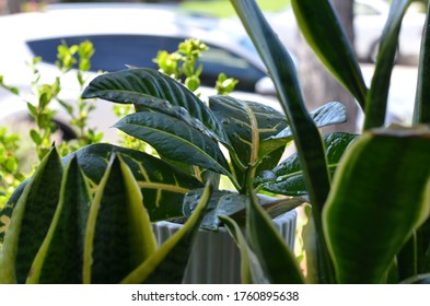 Close Up Shot Of Indoor Plants, Outside On A Sunny Day. 