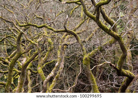 Close up shot of interwoven branches of winter trees